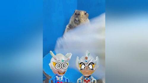 会吃瓜的土拨鼠故事,一场意外的瓜界传奇