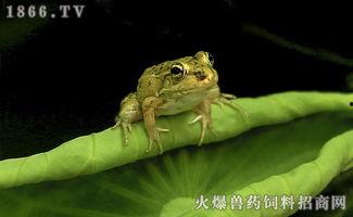 青蛙淡定吃瓜,揭秘动物界的“吃瓜群众”