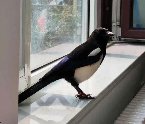 吃瓜喜鹊围观完整视频,揭秘完整视频背后的精彩瞬间