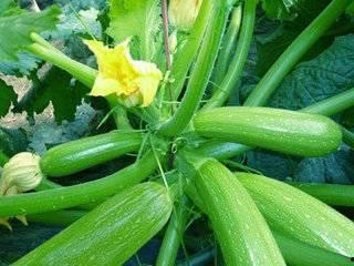 大林子吃瓜爆料,娱乐圈那些不为人知的瓜料大揭秘