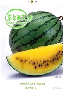 梦见到水里摘瓜吃瓜,水中摘瓜的奇幻之旅