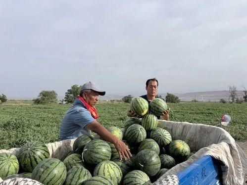 公主岭吃瓜,一场热闹非凡的吃瓜盛宴