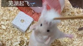 安逸吃瓜的好处,揭秘吃瓜的好处与乐趣