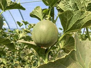 吃冰镇蜜瓜视频