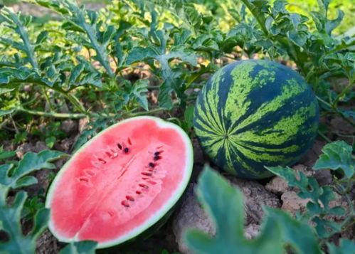 拉鲁桥吃瓜,揭秘背后真相与网络舆论风暴