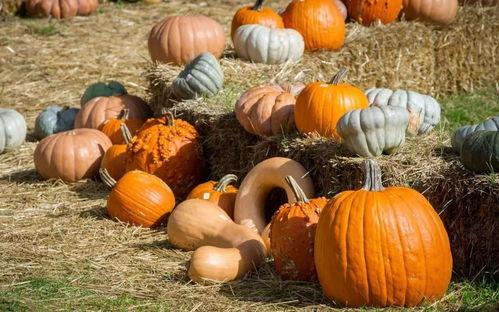 木偶圈吃瓜,揭秘吃瓜背后的娱乐真相