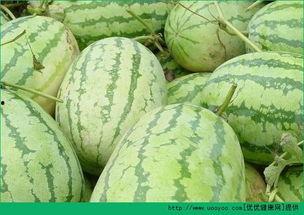 早上西瓜中午正常吃晚上吃瓜,从早餐到晚餐的瓜果时光