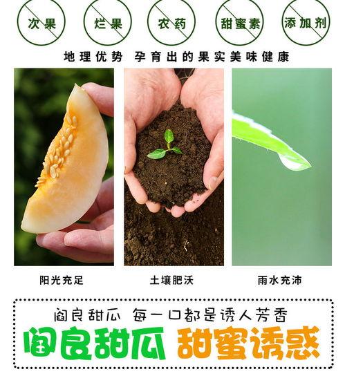 孕妇可以吃浙江白脆蜜瓜