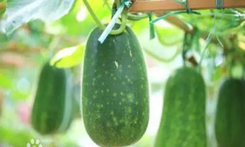 金湖康都吃瓜,吃瓜群众的欢乐盛宴