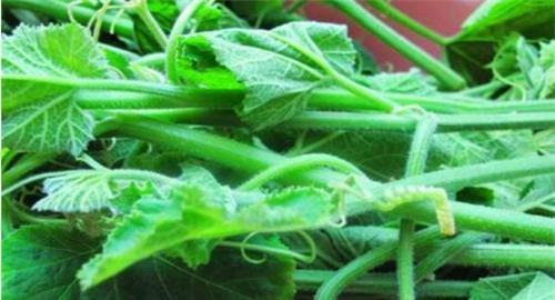 吃瓜油管,带你领略短视频世界的趣味与魅力