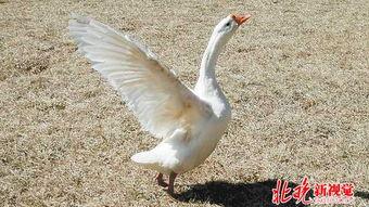 吃瓜大白鹅,揭秘鹅界“网红”的美食之旅