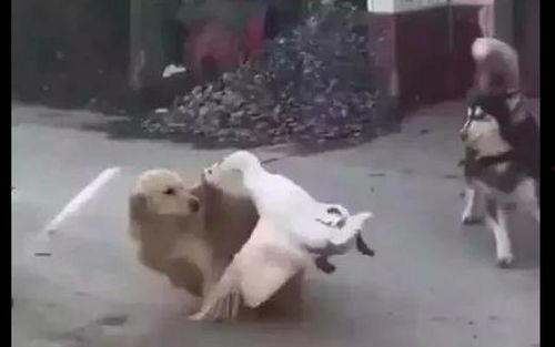 吃瓜大白鹅,揭秘鹅界“网红”的美食之旅