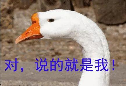 吃瓜大白鹅,揭秘鹅界“网红”的美食之旅