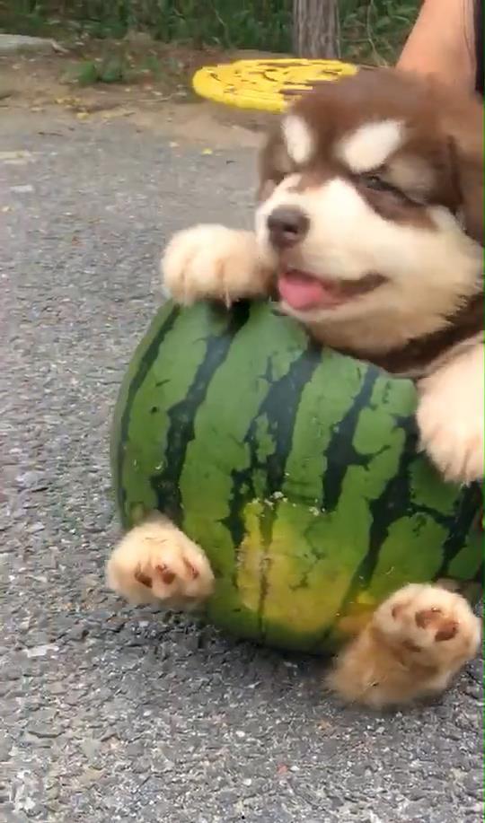 恶狗吃瓜,揭秘娱乐圈的腥风血雨