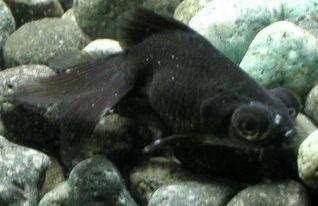 金鱼吃小瓜虫,巧用小瓜虫助力健康养殖