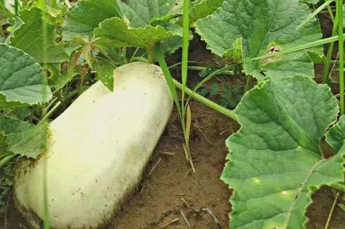 梦到去摘洋瓜吃