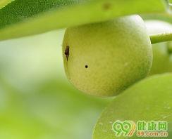 肺癌可以吃吊瓜,吊瓜助力康复之旅