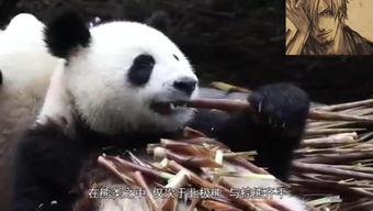 熊猫猫吃瓜,熊猫猫的瓜界探险记