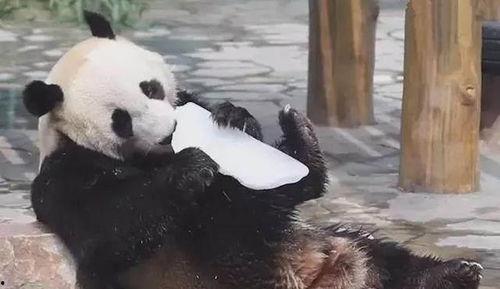 熊猫猫吃瓜,熊猫猫的瓜界探险记