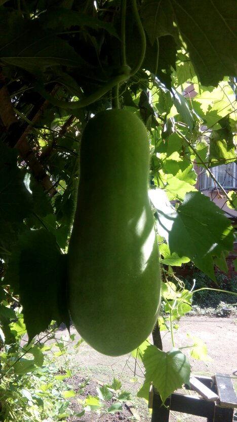 专业吃瓜图文,图文背后的那些秘密