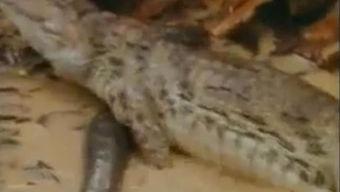 双象吃瓜视频,揭秘娱乐圈幕后风云