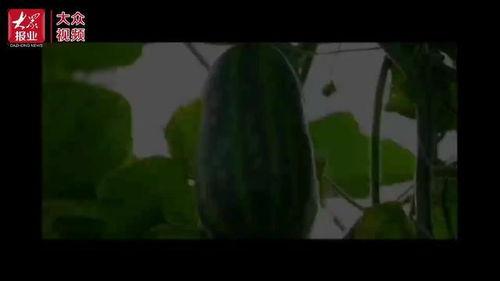 吃瓜摔倒视频,吃瓜群众不慎摔倒，视频记录惊险瞬间