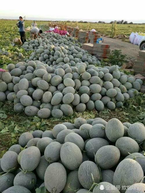 欢迎大家吃瓜视频,一探“欢迎大家吃瓜”视频的魅力