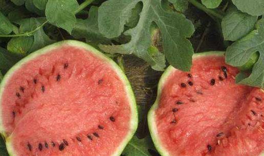 月子里可以吃小白瓜吗,月子期间适宜食用的小白瓜营养指南