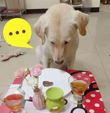 小狗可以吃角瓜吗,角瓜是否适合作为小狗的美食？